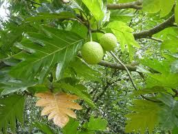 Artocarpus altilis Ekmek ağacı