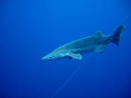 prickly shark (Echinorhinus cookei)