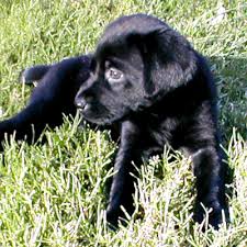 Cute lab puppy