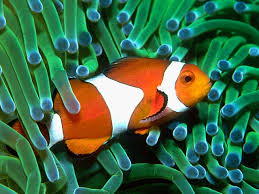 A clown fish and an anenome. A very commen type of Symbiosis.