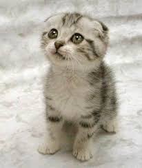 http://geminigeek.com/blog/archives/2006/09/that-cat-is-cute/