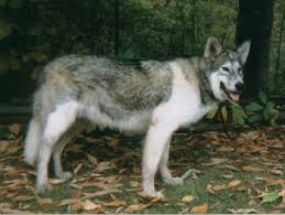 He is a Native American Indian Dog.