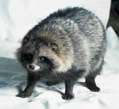 It is believed that the Racoon Dog ...