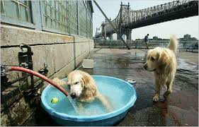 dogs Cooling off after a romp at an ...
