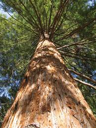 http://tbn2.google.com/images?q=tbn:a-RWtjYTGyQRZM:http://www.flowersociety.org/images/Essences/Research/Redwood/redwood-trunk.jpg