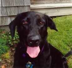 Ken Griggs says his family's dog ...