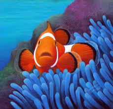 clown fish