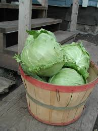 cabbage.jpg
