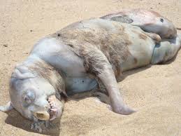 Dead Montauk Monster washes ashore