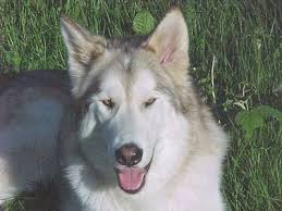 http://tbn2.google.com/images?q=tbn:csKicqXswO60sM:http://www.dogbreedinfo.com/images7/wolf_hybrid__Laika.jpg