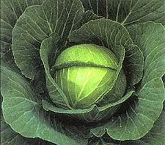 Зелеви листа за подхранване на суха и нормална кожа