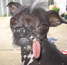 http://tbn2.google.com/images?q=tbn:dEvGwbWPbAZqAM:http://www.weheartpets.com/media/2/zippy.jpg