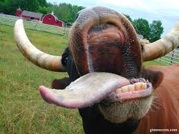 http://tbn2.google.com/images?q=tbn:dHzOG7lWiYCLsM:http://www.zgeek.com/forum/gallery/files/4/0/5/6/cow_1024.jpg