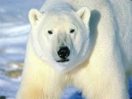 external image polar-bear-big.jpg