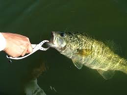 http://tbn2.google.com/images?q=tbn:eukmWg1IUM8ANM:http://www.tackletour.com/images/picrisingl4l7.jpg