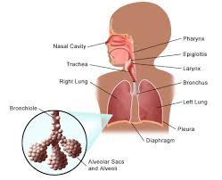 Bronciolitis