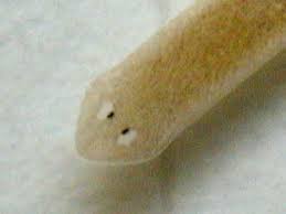 �ߥͥ��