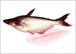Basa