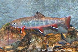 external image brook_trout3.jpg