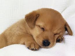http://tbn2.google.com/images?q=tbn:gkwisL9Zgg2cqM:http://yoocards.com/data/media/22/animals12.jpg