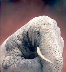 Schroeders-Elefante
