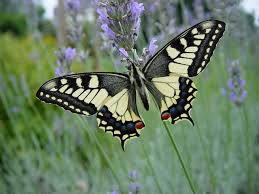 http://tbn2.google.com/images?q=tbn:isiCIAMJ6BXi9M:http://www.cahurel-entomologie.com/images/machaon03.JPG