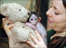 external image _44617735_monkey4_pa416.jpg