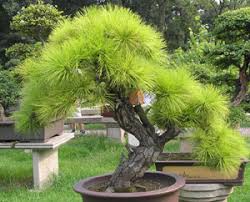 Правилно пресаждане