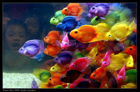 http://tbn2.google.com/images?q=tbn:kv8CEDGCgkQiKM:http://boucledor.net/images/best_pic_2003/poissons.jpg