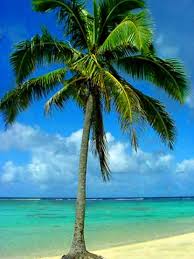 external image palm_tree_2.jpg
