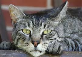 gatto