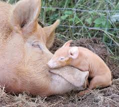 Tamworth%2520pig_small