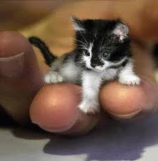 صورة اصغر قطه في العالم 7c9e441a2b