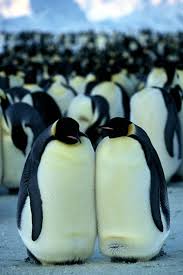 Foto di vincenzo gentile - coolantarctica