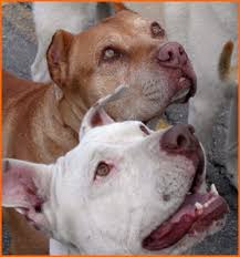 Assist select non-profit dog rescue ...