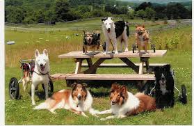 The four dogs in wheelchairs above ...