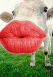 http://tbn2.google.com/images?q=tbn:ni6G_GNopb_fBM:http://i42.photobucket.com/albums/e314/GottaLaff/CowKissingAir.gif