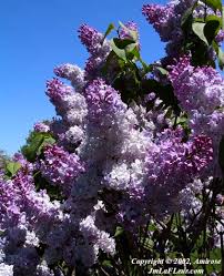 branche de lilas