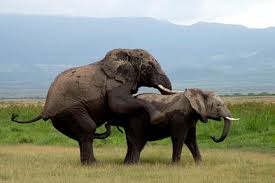 africa%2520elephants%2520mating.jpg