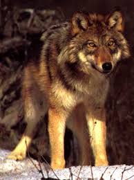 <img:http://tbn2.google.com/images?q=tbn:ooVeHkv6vIgK6M:http://hal_macgregor.tripod.com/kennel/Redwolf.jpg>