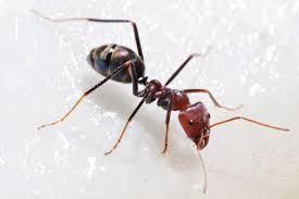مورچه ها غذای شور را ترجیح میدهند!
