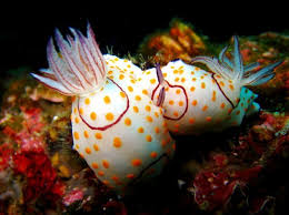 nudi sex! Photo