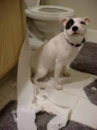 dog chewing