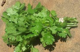 هل تزعجكـ رائحة فمكـ ..10 طرق لتعطير الفم.. Italian-parsley