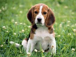 beagle-puppy-for-sale.jpg