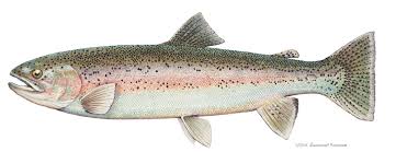 rainbow_trout.jpg