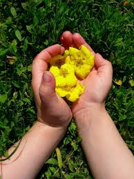 Лечението с цветя 