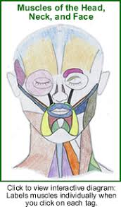 Interactive Diagram of the Muscles 