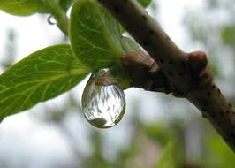 raindrop.jpg