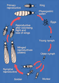 Life Cycle for Termites